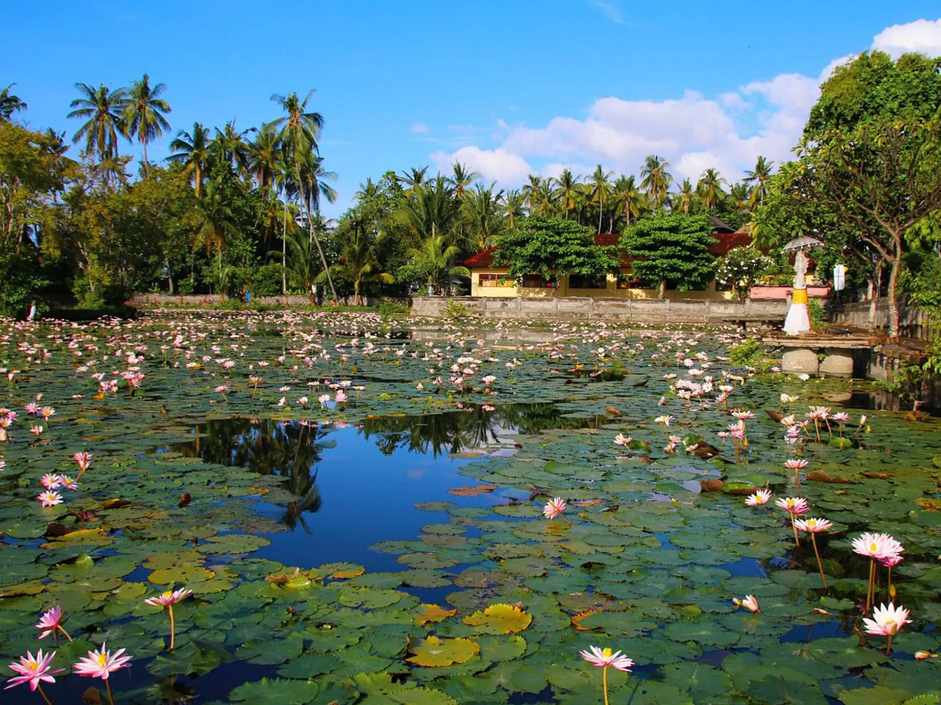 Lotus Lagoon