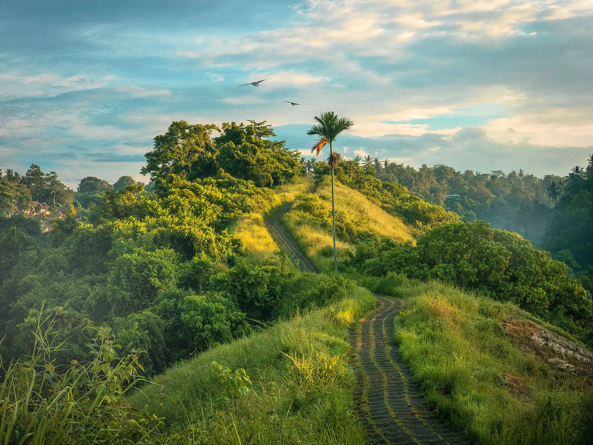 Campuhan Ridge Walk