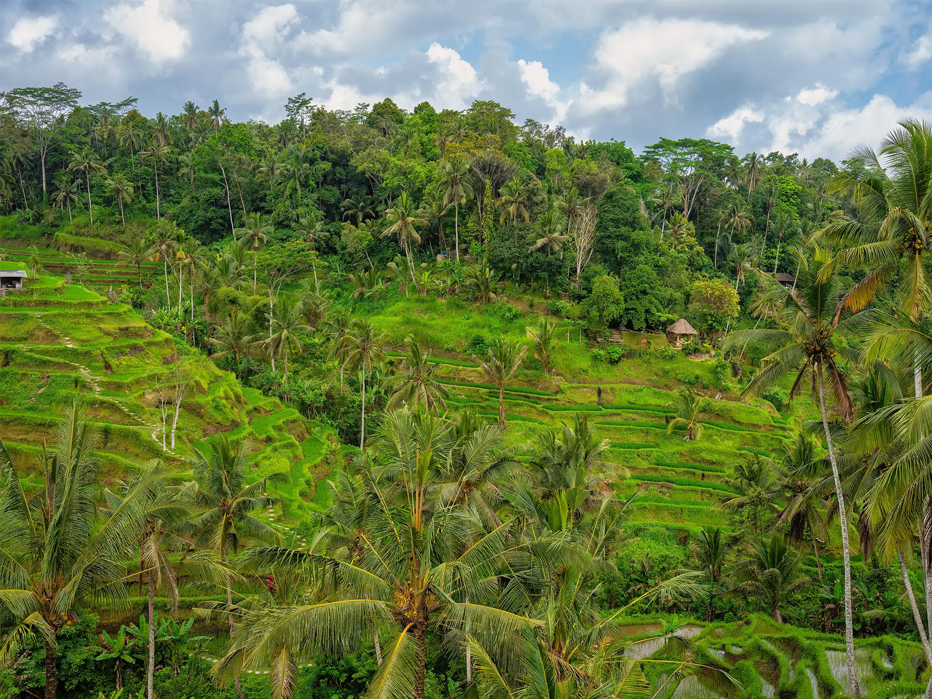 Tegallalang Rice Terrace